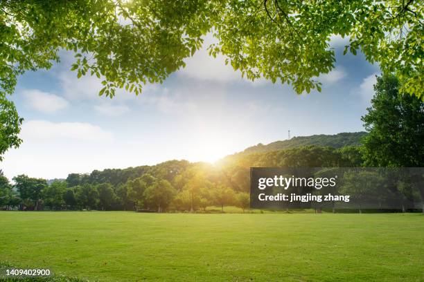 park grass and dense woods under a clear sky in spring - meadow imagens e fotografias de stock