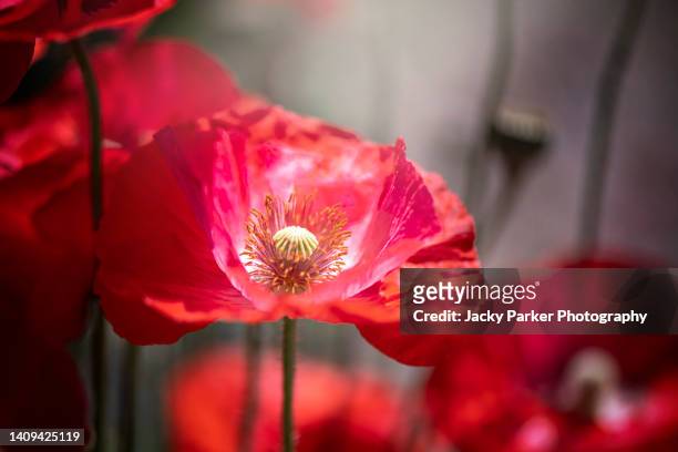 close-up of a vibrant red summer flowering papaver nudicaule, the iceland poppy flower - remembrance sunday stock pictures, royalty-free photos & images