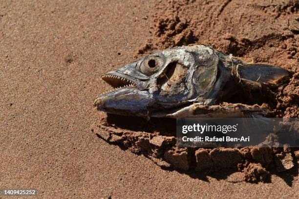 dead fish lying on a sandy beach - dead fish stock pictures, royalty-free photos & images