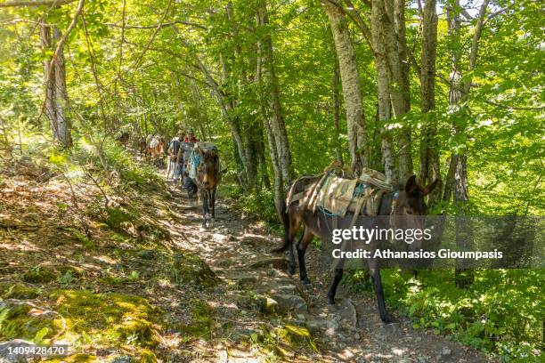 Donkeys at Olympus National Park Trail from Gortsia to Petrostrouga refuge on July 16, 2021 in Olympus National Park, Greece.