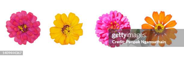 cut outline pink, yellow, orange color flower zinnia violacea cav., on white background - zinnia stock pictures, royalty-free photos & images