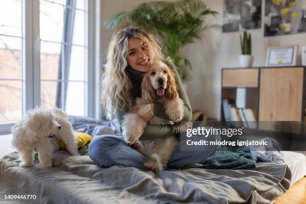 young caucasian woman in the bed with her maltese and cocker spaniel dogs - cocker spaniel bildbanksfoton och bilder