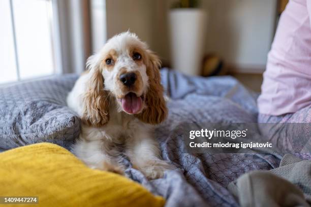 portrait of cute cocker spaniel dog in the bed - hijgen stockfoto's en -beelden