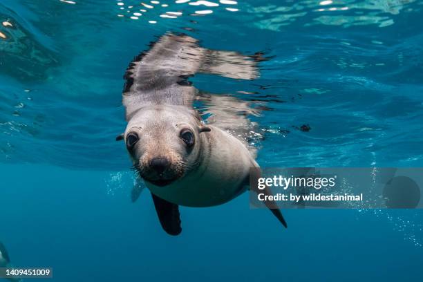 young australian fur seal, montague island nature reserve, nsw. - lion de mer photos et images de collection