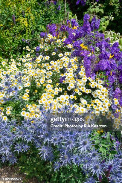 delphiniums, anthemis and eryngium in a herbaceous border - delphinium stock pictures, royalty-free photos & images