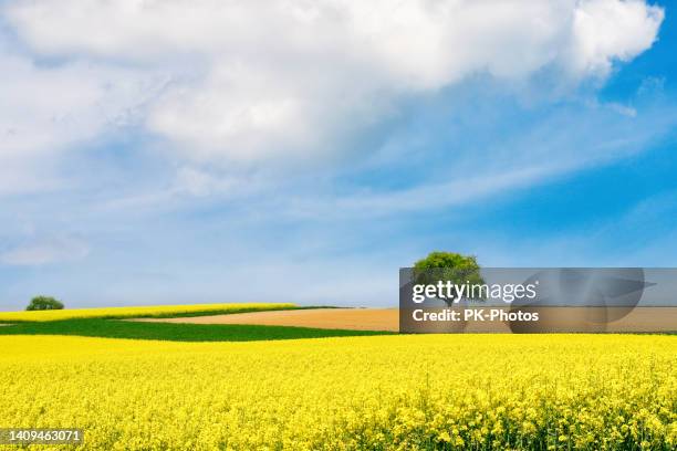 campo di canola in primavera, germania - colza foto e immagini stock