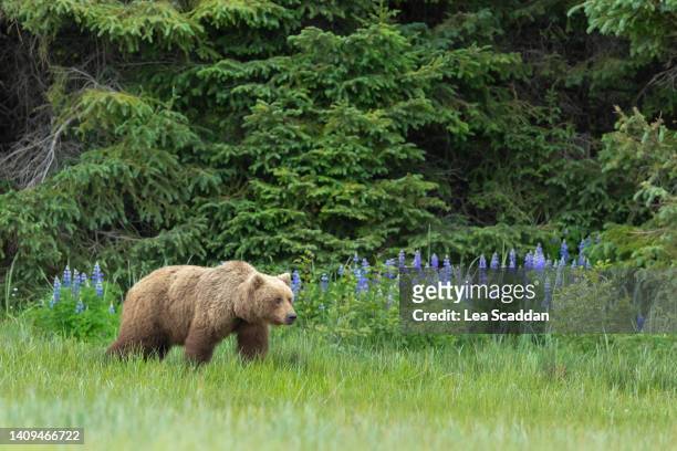 alaskan brown bear - alaska coastline stock pictures, royalty-free photos & images