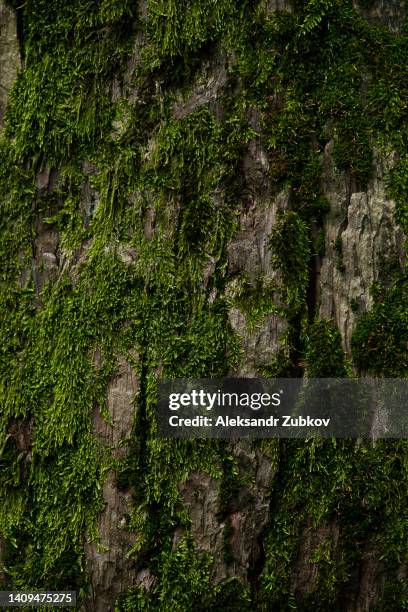 green moss grows on the bark of a tree, in a public or natural park. the tree is covered with moss due to the high humidity of the climate. textured natural background. - muschio foto e immagini stock