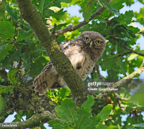 little owl [athene noctua] - leaflitter stock pictures, royalty-free photos & images