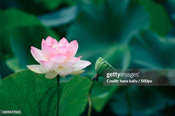 close-up of pink water lily - lotus imagens e fotografias de stock