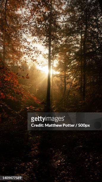 trees in forest during sunset,grenoside,sheffield,united kingdom,uk - season change stock pictures, royalty-free photos & images