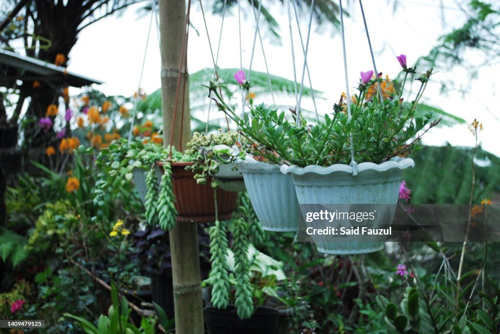 Flower Garden ストックフォト - Getty Images