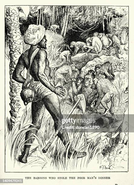 baboons stealing an indian man's food, india, victorian wildlife art - male baboon stock illustrations
