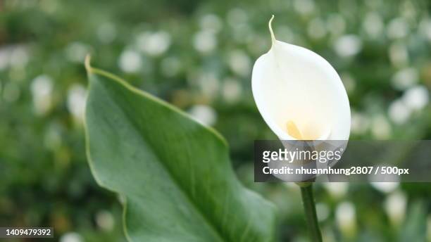close-up of white rose flower - calla stockfoto's en -beelden