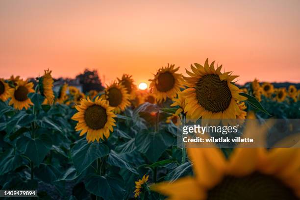sunflower field at beautiful sunset. - girasol común fotografías e imágenes de stock