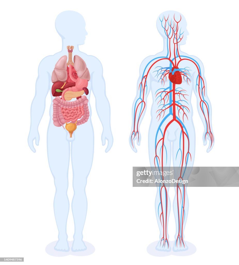 Menschliche innere Organe und Kreislaufsystem. Männlicher Körper.