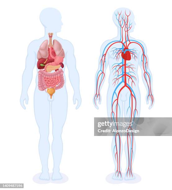 menschliche innere organe und kreislaufsystem. männlicher körper. - dickdarm verdauungstrakt stock-grafiken, -clipart, -cartoons und -symbole