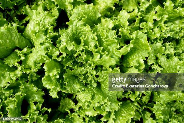 background of green lettuce leaves. top view - sallad bildbanksfoton och bilder