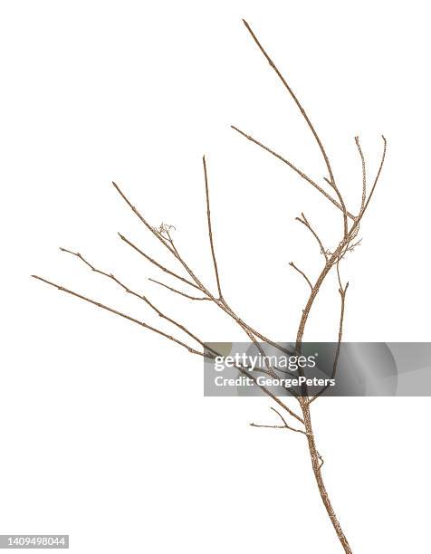 twig on white background - bare tree isolated stock illustrations