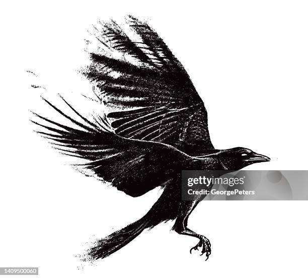 stockillustraties, clipart, cartoons en iconen met crow flying - raven bird