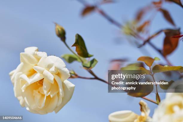 lady hillington rose - yellow roses stock pictures, royalty-free photos & images