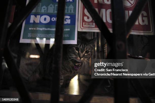 Tabby cat looks out the window from the CHYS Urban Wear store on Ocean Avenue on Monday, January 19, 2015. A row of businesses on Ocean Avenue...