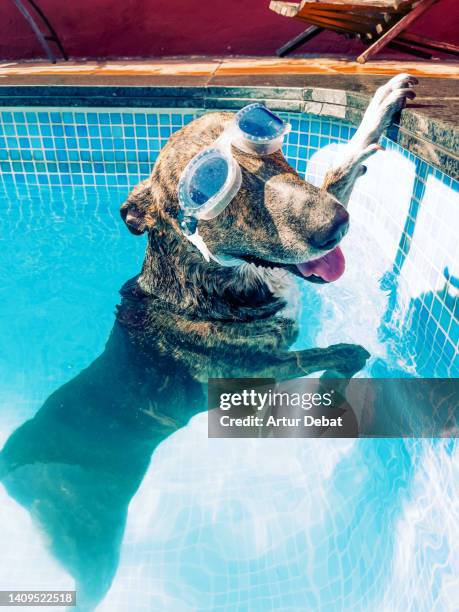 funny dog at the swimming pool smiling with swimming goggles. - dog heatwave stock pictures, royalty-free photos & images