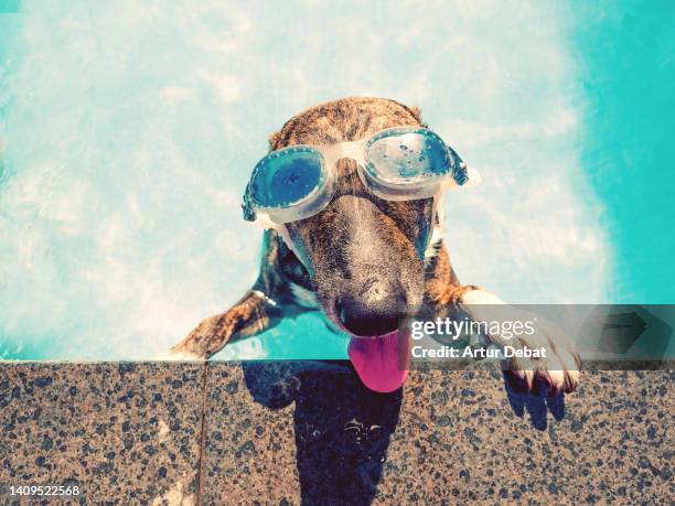 funny dog at the swimming pool smiling with swimming goggles. - dog heatwave stock pictures, royalty-free photos & images