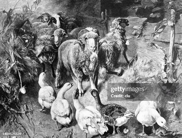 sheep and geese at the stable entrance - goose stock illustrations stock illustrations
