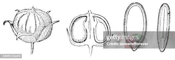 Capsule Example Botany Capsule (Botany) Photos and Premium High Res Pictures - Getty Images