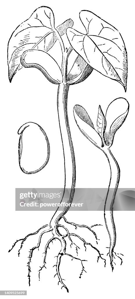 Green Bean/Common Bean Plant (Phaseolus Vulgaris) Seed Embryo, Germinated and Seedling - 19th Century