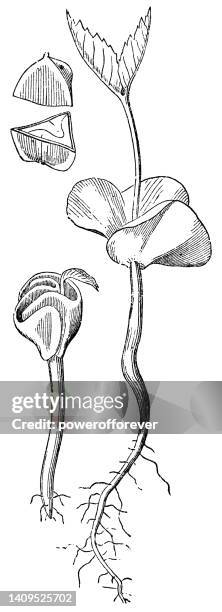 american beech tree (fagus grandifolia) seed embryo, germinated and seedling - 19th century - beech tree stock illustrations