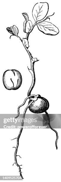 bildbanksillustrationer, clip art samt tecknat material och ikoner med green pea plant (pisum sativum) seed embryo and germinated seedling - 19th century - magnoliopsida