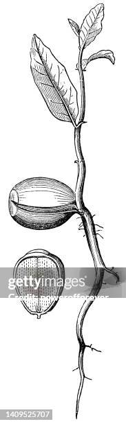 illustrazioni stock, clip art, cartoni animati e icone di tendenza di castagno americano (castanea dentata) embrione di semi e piantina germinata - 19 ° secolo - castagno