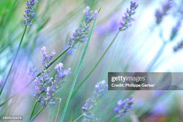 110,434 Lavender Photos and Premium High Res Pictures - Getty Images