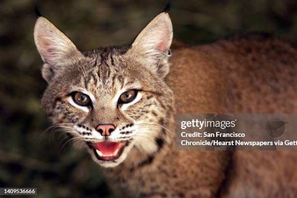 Rocky the bobcat in his home at the Wildlife Education and Rehabilitation Center in Morgan Hill, the day before his scheduled release, on Wednesday,...