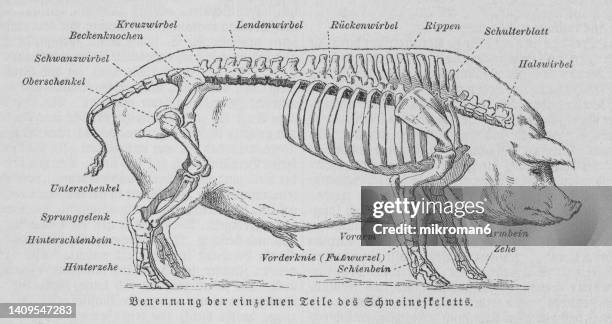 old engraved illustration of pig with skeleton and bones - animal skeleton - fotografias e filmes do acervo