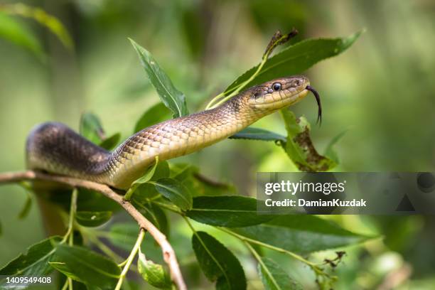 aesculapian snake (zamenis longissimus) - gespleten tong stockfoto's en -beelden