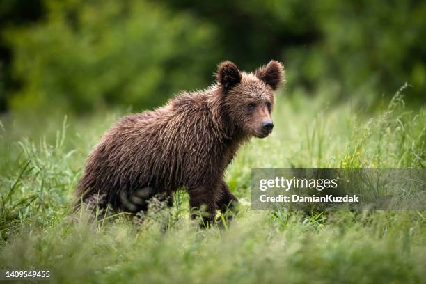 european brown bear (ursus arctos) - karpaterna bildbanksfoton och bilder