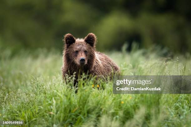 european brown bear (ursus arctos) - brown bear stockfoto's en -beelden