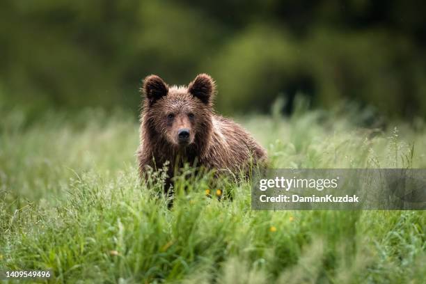 urso marrom europeu (ursus arctos) - carnívoros - fotografias e filmes do acervo