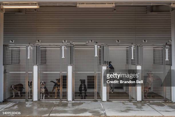 Dogs are kept in cages at the Harris County Pets animal shelter on July 18, 2022 in Houston, Texas. The shelter has reported being over-capacity and...