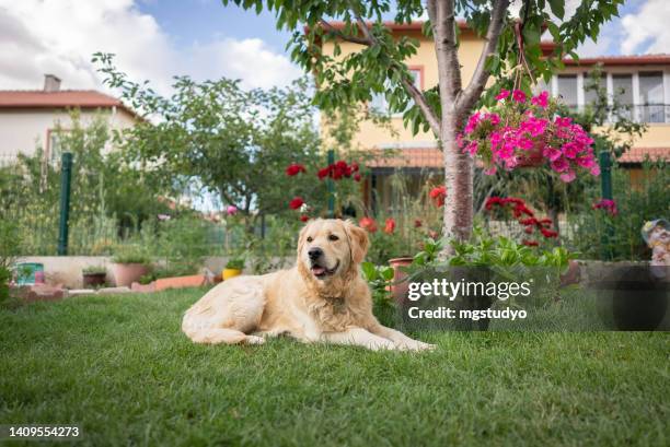 golden retriever dog sitting on the grass in front or back yard. - golden retriever stock pictures, royalty-free photos & images