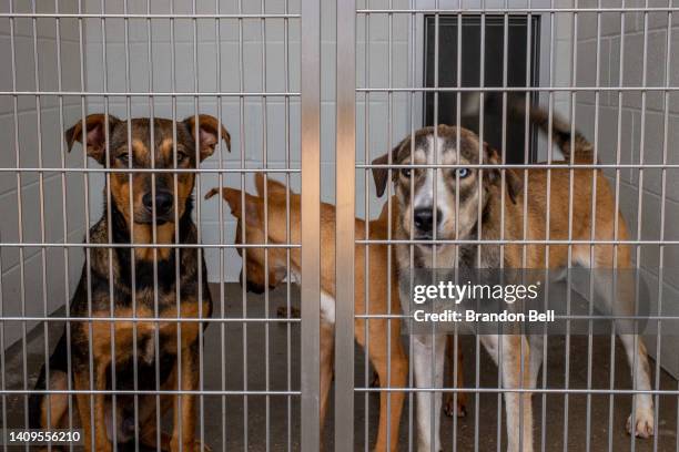 1,580 Dog Bell Photos and Premium High Res Pictures - Getty Images 1,580 Dog Bell Photos and Premium High Res Pictures - Getty Images