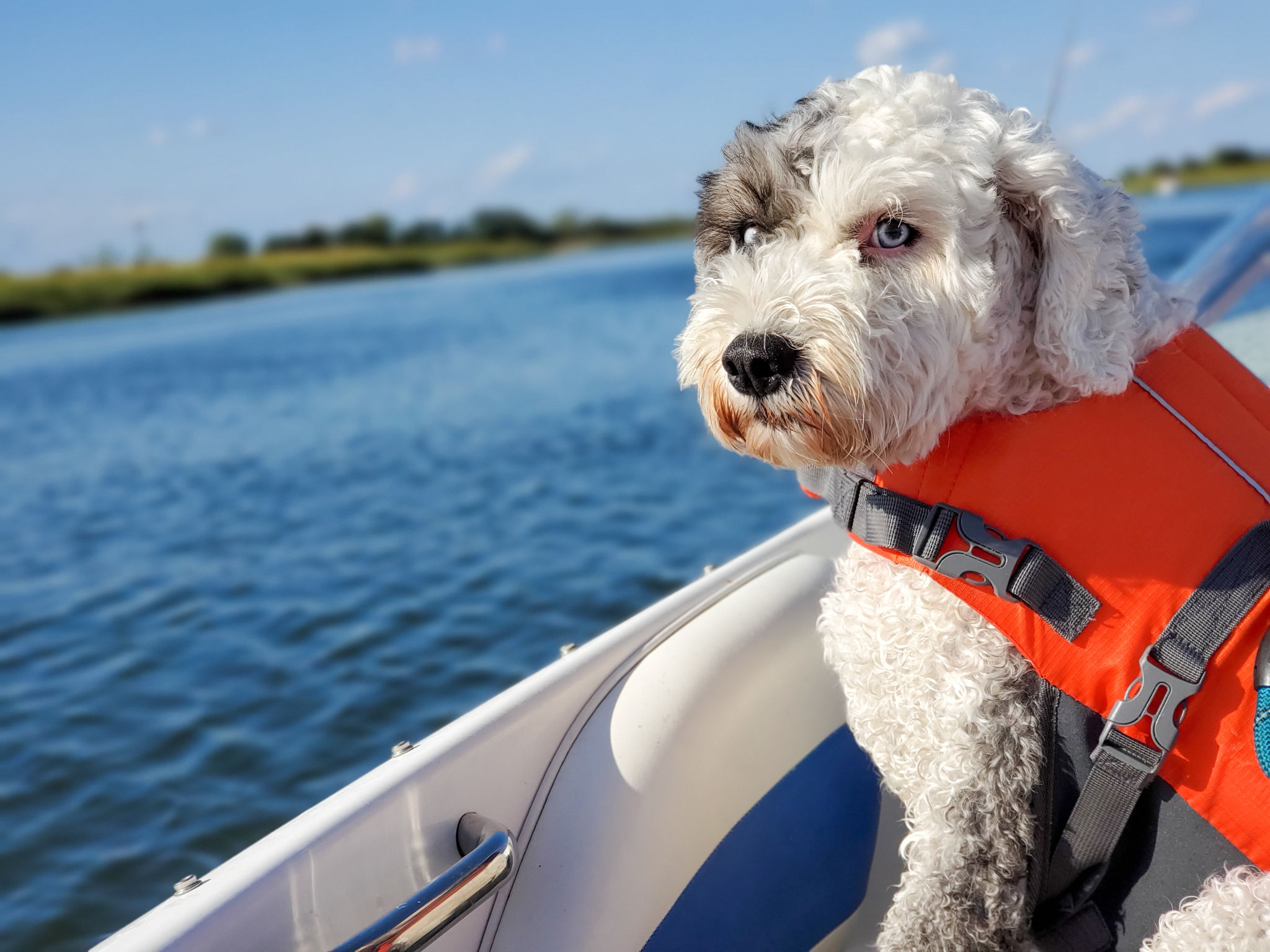 Boating Dog Boating Dog