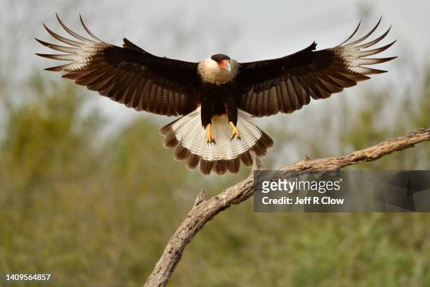 spread wings of a wild crested caracara in south texas usa - falcon bird stock-fotos und bilder