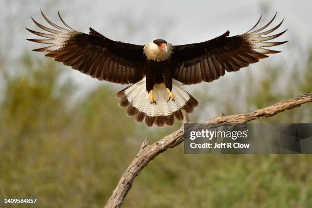 spread wings of a wild crested caracara in south texas usa - spread wings stock pictures, royalty-free photos & images