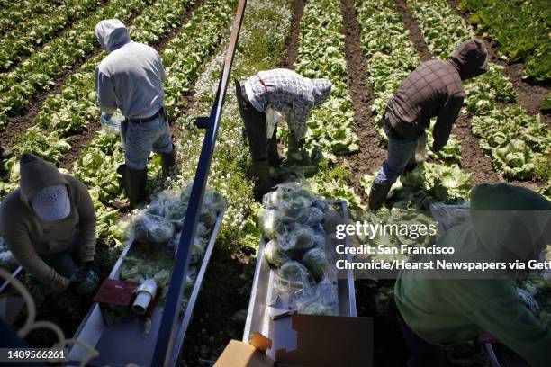 Migrant farmworkers pick iceberg lettuce on Dick Peixoto's organic farm in Watsonville, Calif, on Monday, May 13, 2013. Dick Peixoto, owner of...