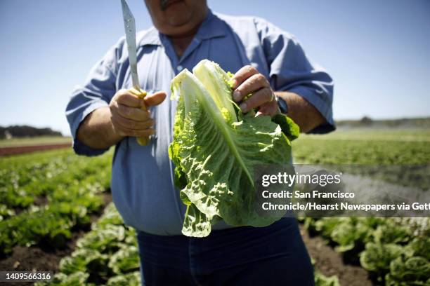 Dick Peixoto checks out his romaine lettuce for mildew in his crop fields in Watsonville, Calif, on Monday, May 13, 2013. Peixoto, owner of Lakeside...