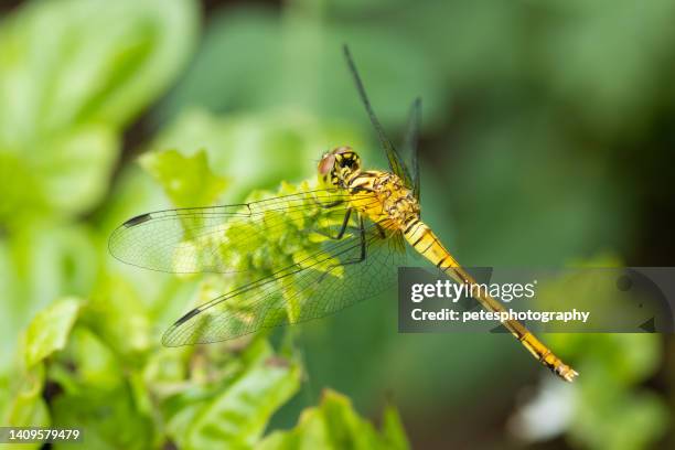 macro video dragonfly in garden side view close up - dragonfly stockfoto's en -beelden